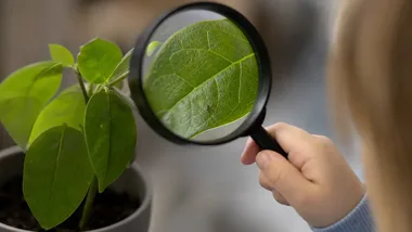 Rośliny pod lupą - Laboratorium Małego Naukowca wraca do Zamościa