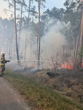 Trzy pożary lasów w powiecie zamojskim - jeden wywołała linia energetyczna